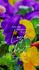 Colorfulpansiesromans8 35 400x small thumb